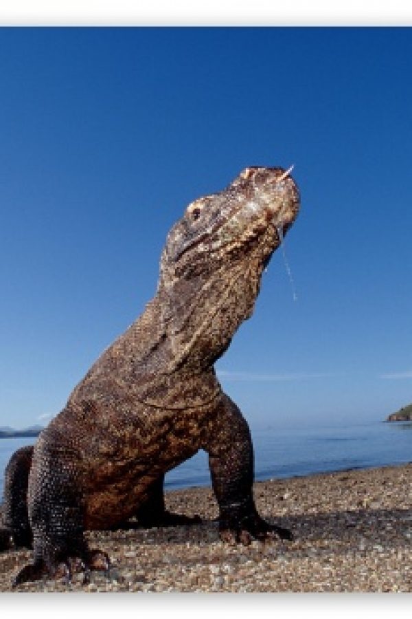 komodo_dragon_komodo_island_indonesia-t2